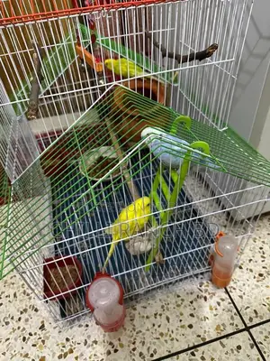 3 Birds for Sale at a Low Price