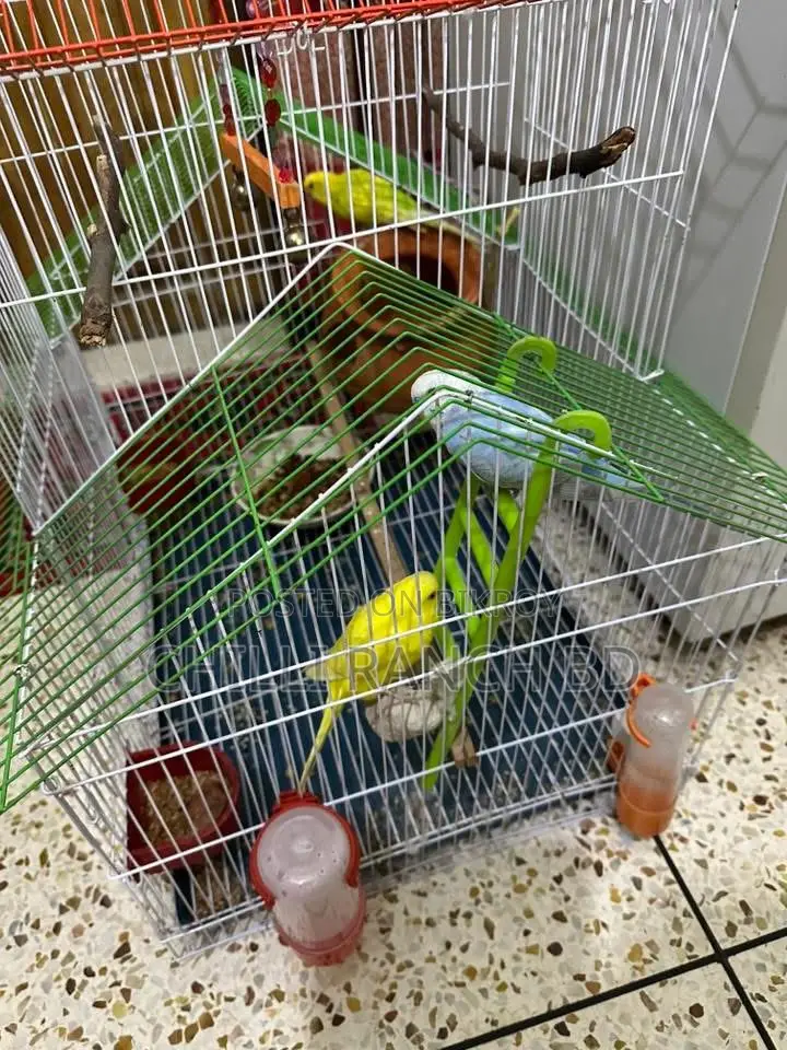 3 Birds for Sale at a Low Price