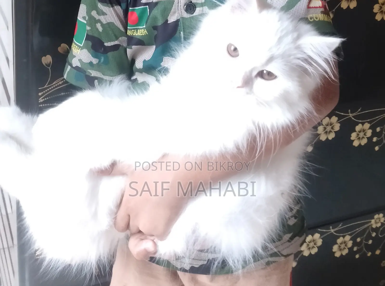 পার্সিয়ান মেল বিড়াল