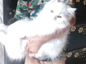 পার্সিয়ান মেল বিড়াল