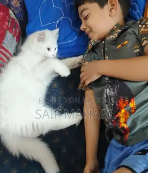 পার্সিয়ান মেল বিড়াল