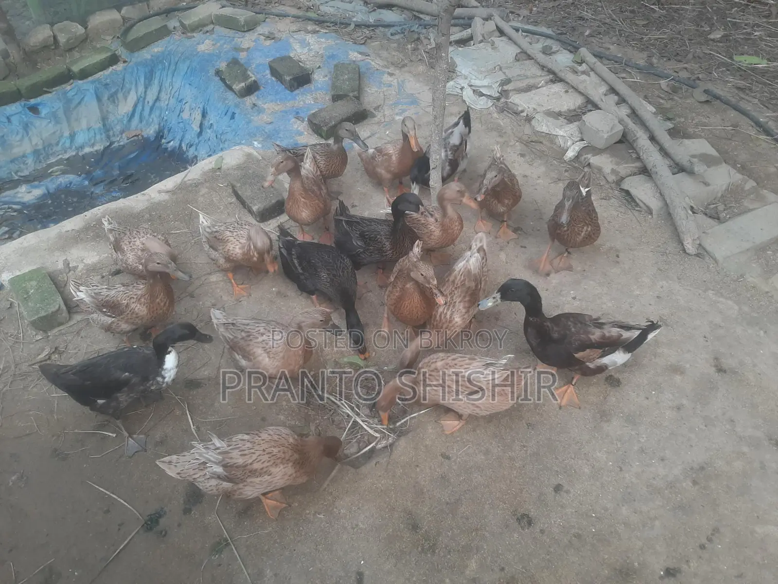 Khaki Campbell Ducks