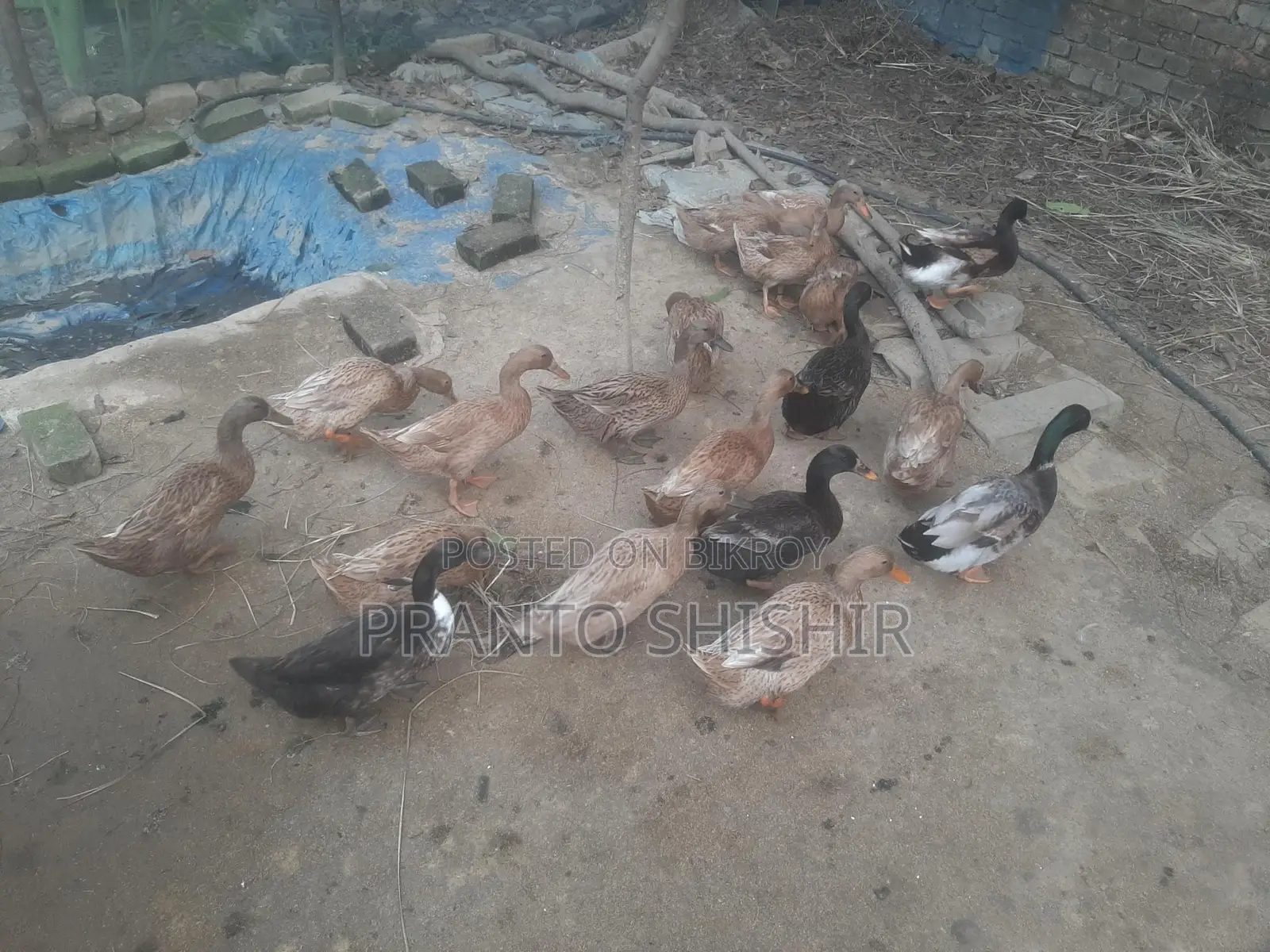 Khaki Campbell Ducks