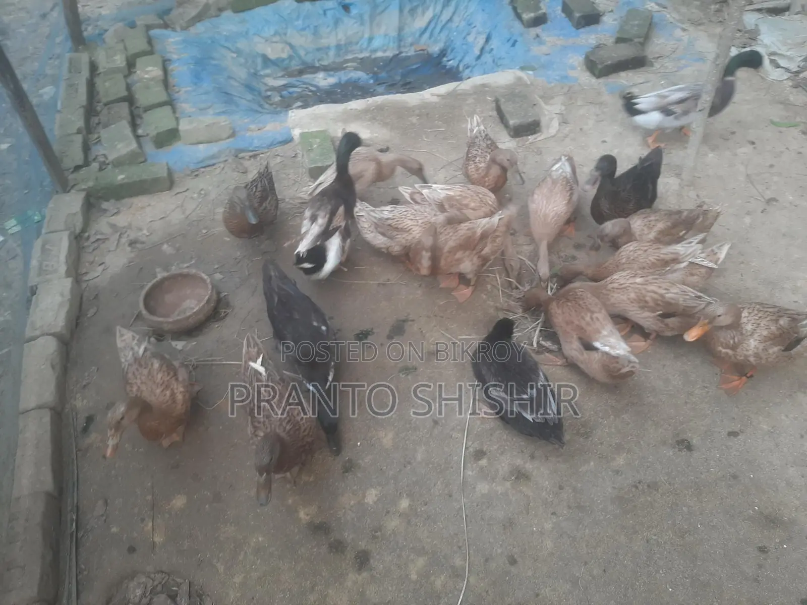 Khaki Campbell Ducks
