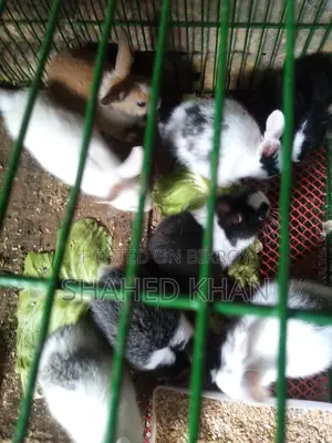 Baby and adult Belgian rabbits available, Angora rabbit babies also available