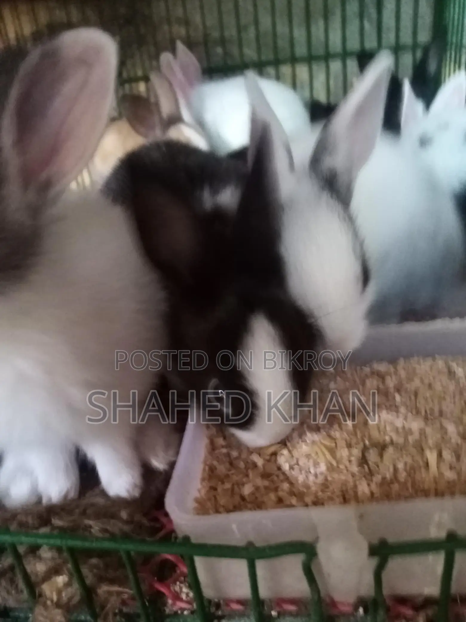 Baby and adult Belgian rabbits available, Angora rabbit babies also available