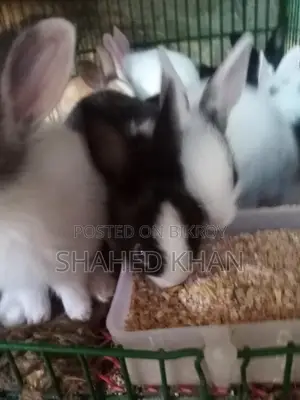 Baby and adult Belgian rabbits available, Angora rabbit babies also available