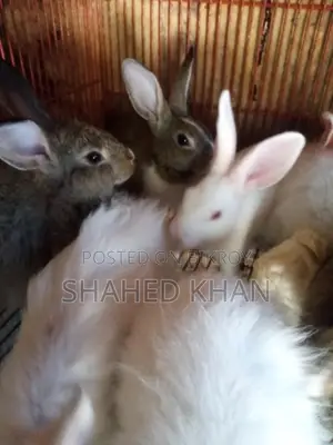 Baby and adult Belgian rabbits available, Angora rabbit babies also available