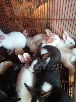 Baby and adult Belgian rabbits available, Angora rabbit babies also available