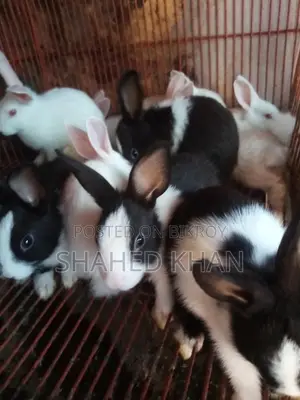Baby and adult Belgian rabbits available, Angora rabbit babies also available