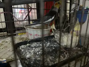Selling Cockatiel & Budgie Birds with Cage