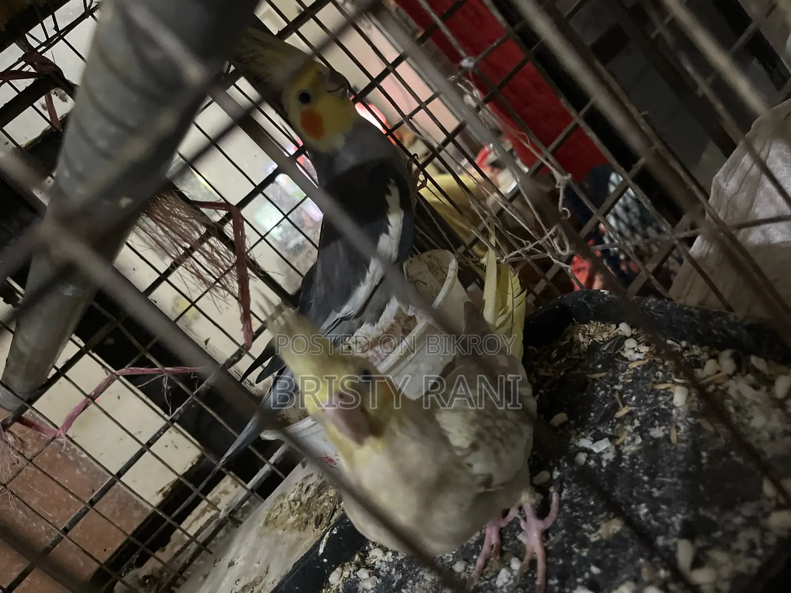 Selling Cockatiel & Budgie Birds with Cage