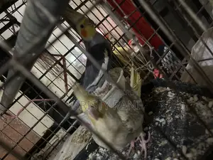 Selling Cockatiel & Budgie Birds with Cage