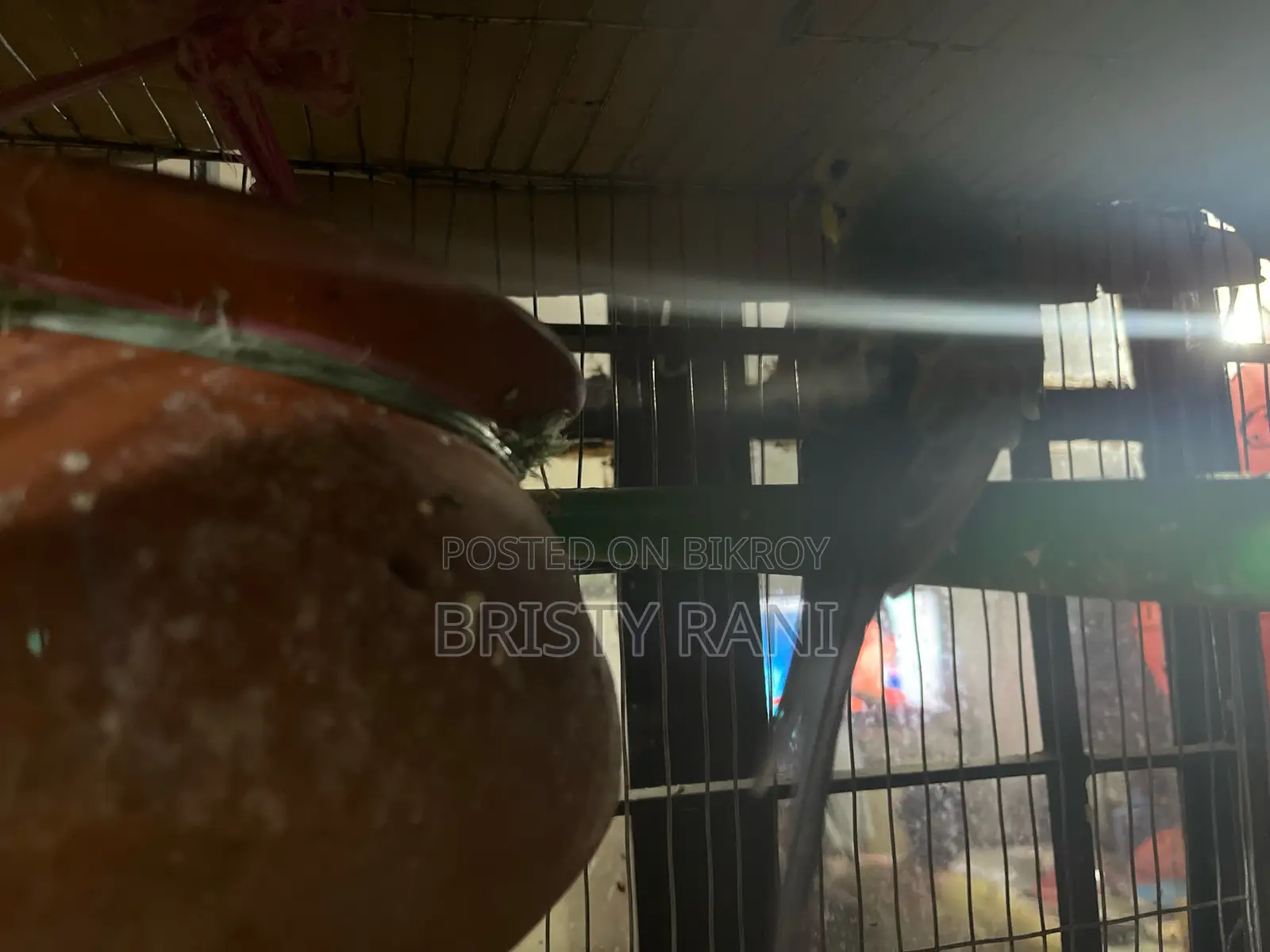 Selling Cockatiel & Budgie Birds with Cage