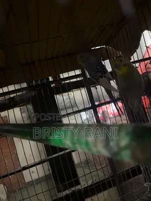 Selling Cockatiel & Budgie Birds with Cage