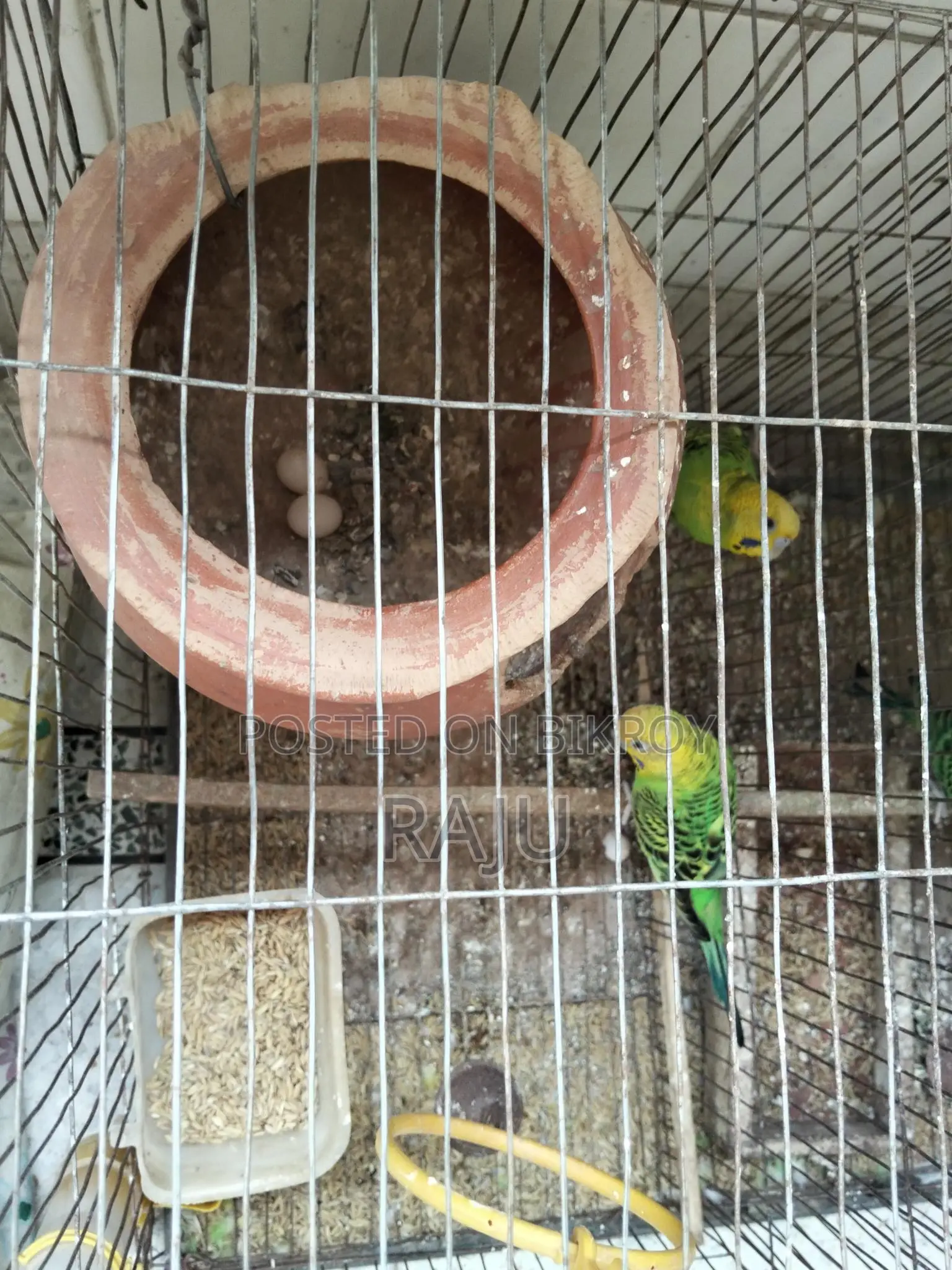 Budgerigar Birds (2 Pairs, Breeding)