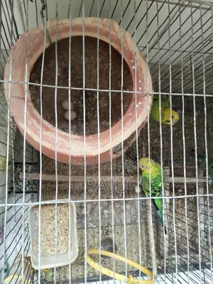 Budgerigar Birds (2 Pairs, Breeding)