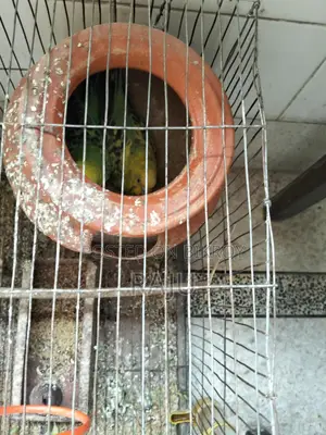 Budgerigar Birds (2 Pairs, Breeding)