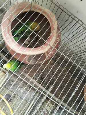 Budgerigar Birds (2 Pairs, Breeding)