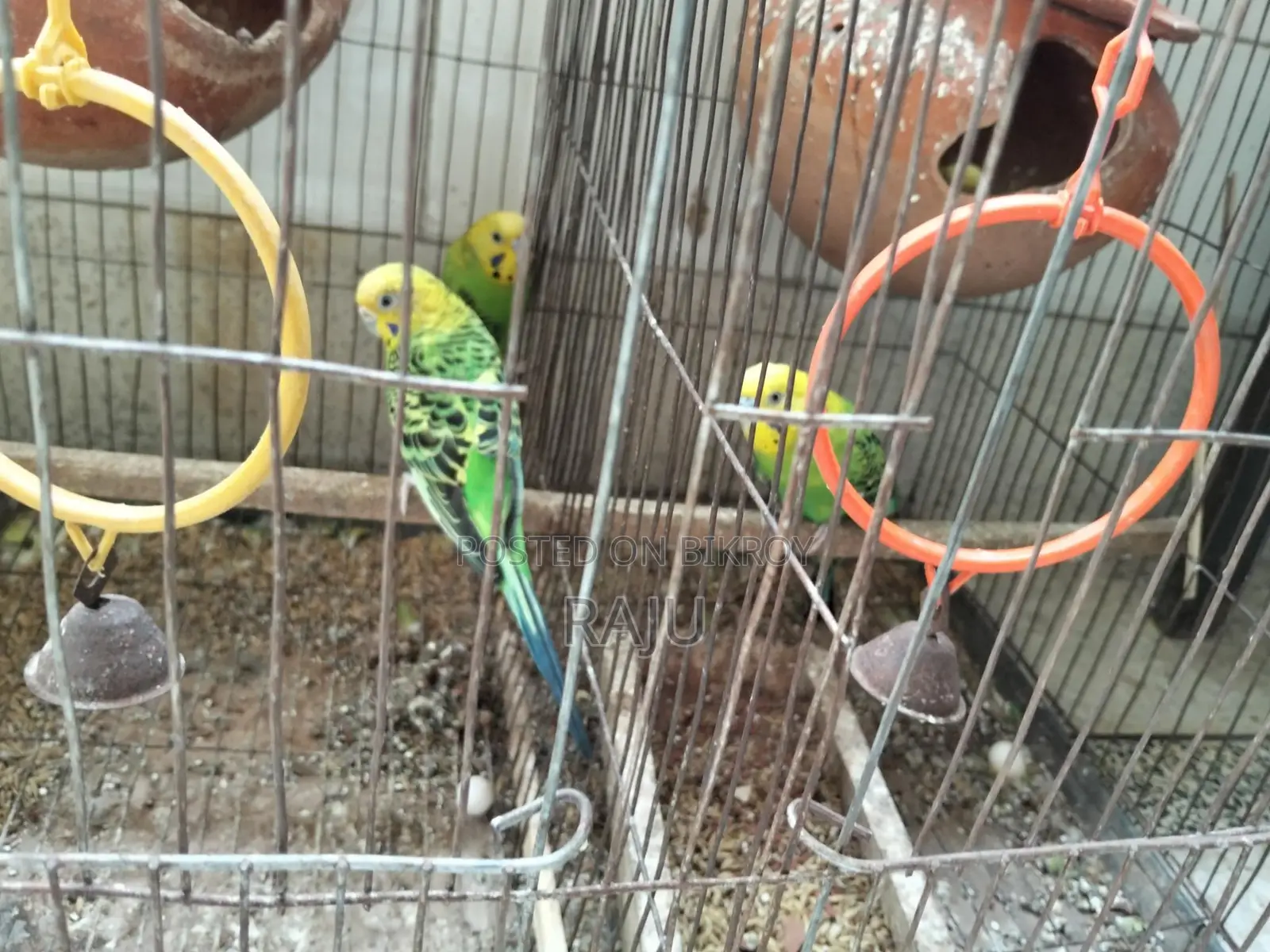 Budgerigar Birds (2 Pairs, Breeding)