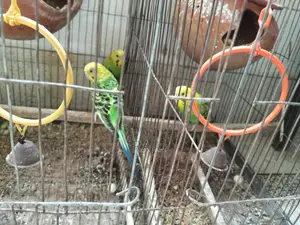 Budgerigar Birds (2 Pairs, Breeding)