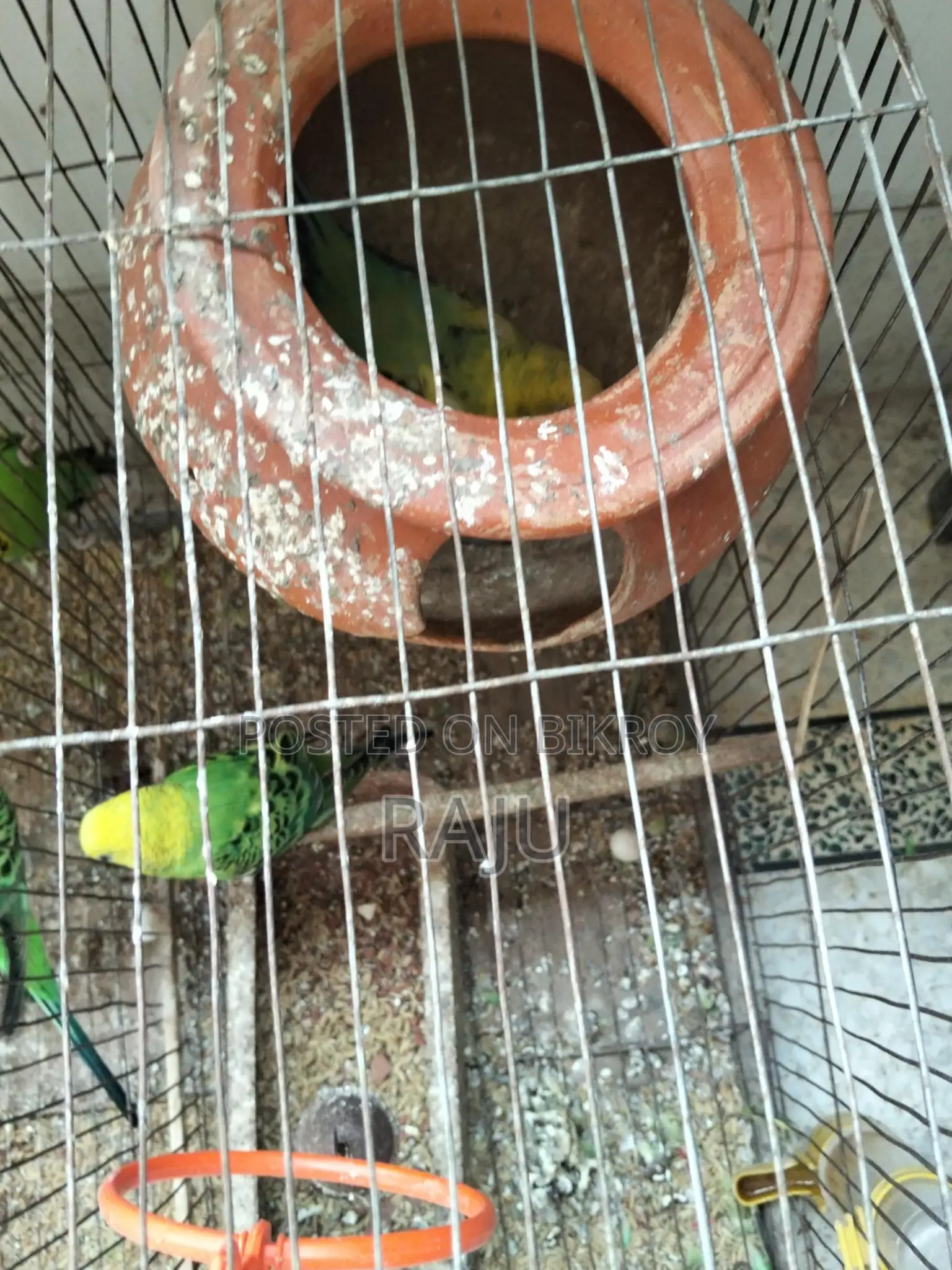 Budgerigar Birds (2 Pairs, Breeding)