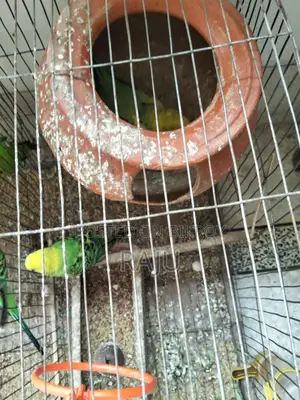 Budgerigar Birds (2 Pairs, Breeding)