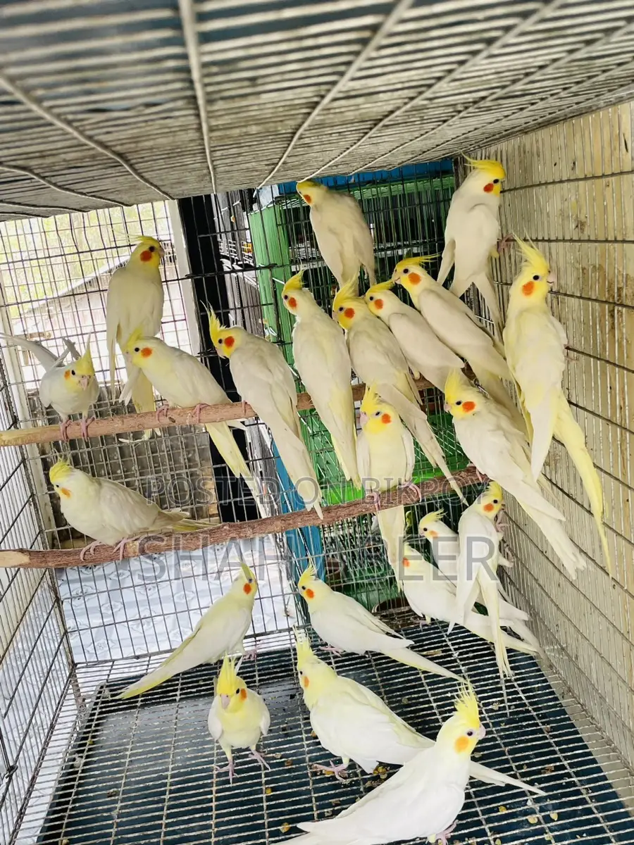Contact for Birds in Srimangal, Sylhet