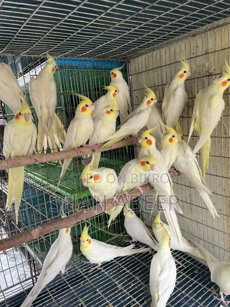 Contact for Birds in Srimangal, Sylhet
