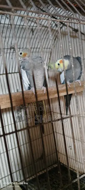 Grey Cockatiel Master Pair
