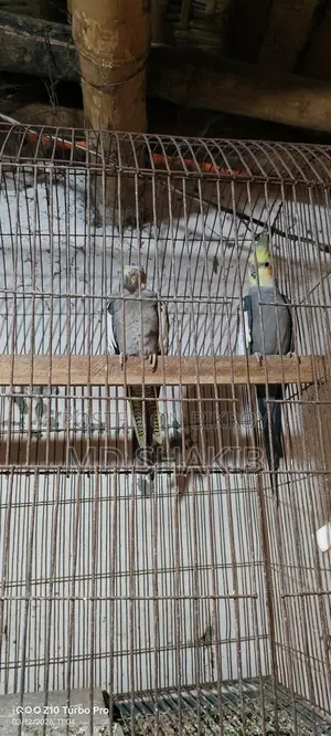 Grey Cockatiel Master Pair