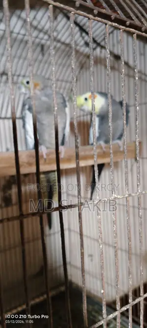 Grey Cockatiel Master Pair