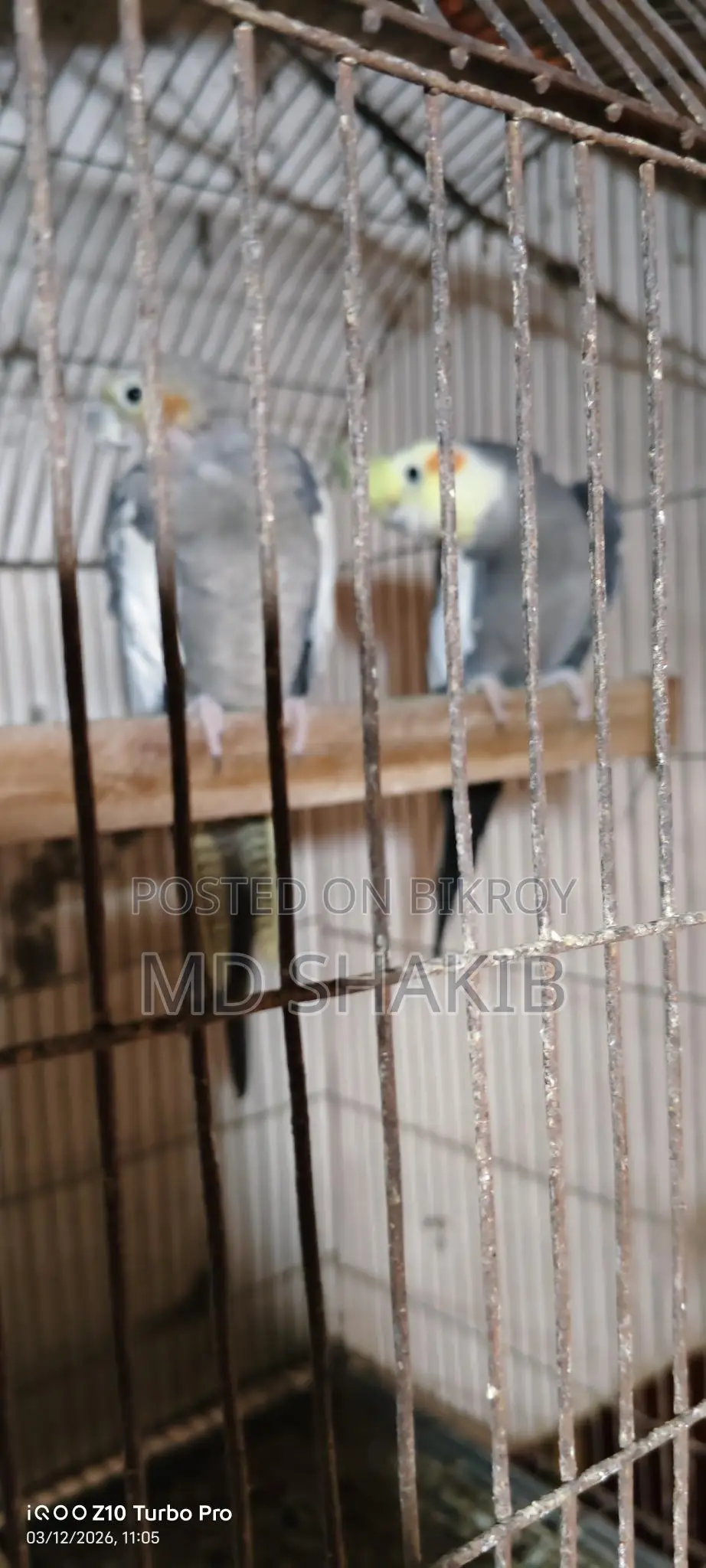 Grey Cockatiel Master Pair