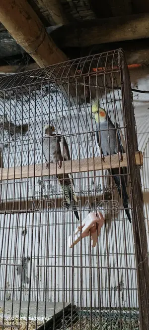 Grey Cockatiel Master Pair