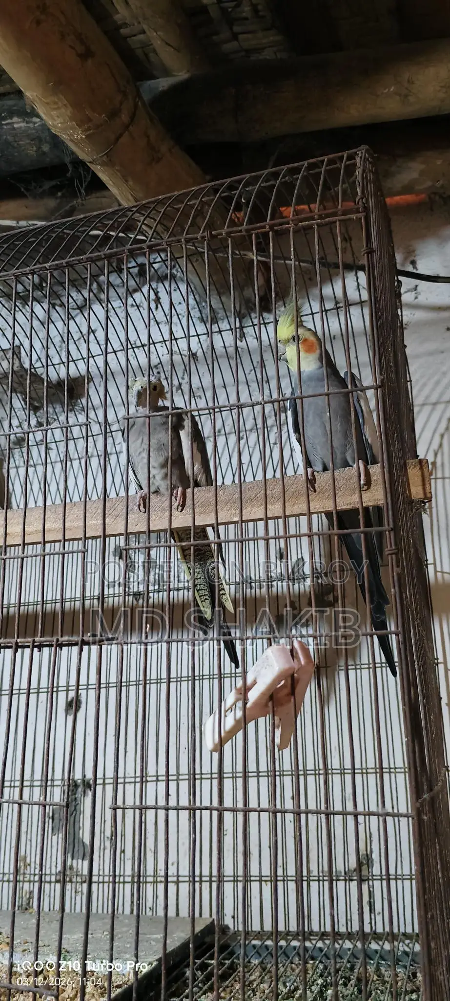 Grey Cockatiel Master Pair