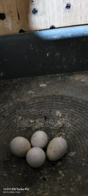 Grey Cockatiel Master Pair
