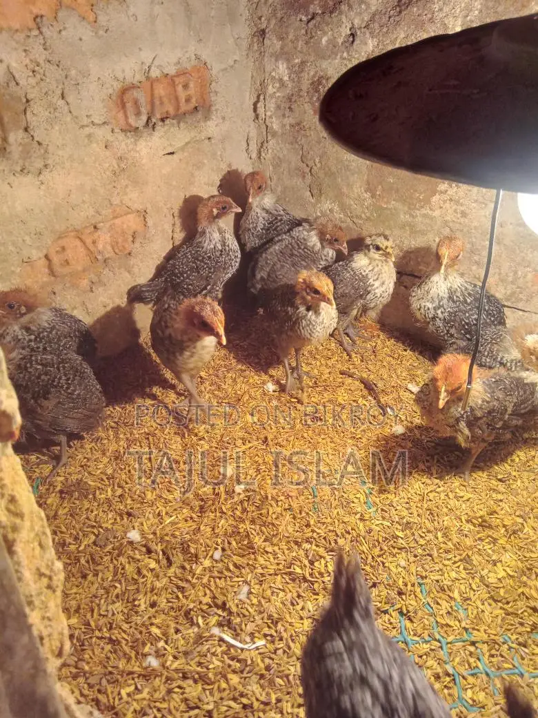 Thesha Poultry Firm