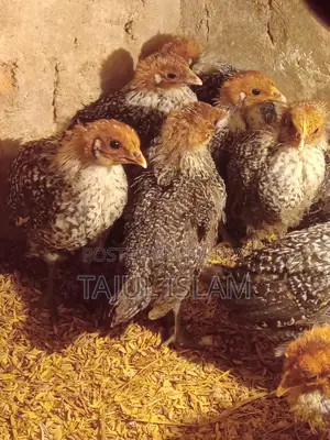 Thesha Poultry Firm