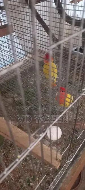 Yellow Orange Head Lovebird with Breeding Box and Cage Setup