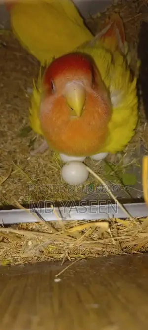 Yellow Orange Head Lovebird with Breeding Box and Cage Setup