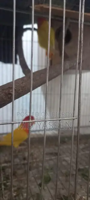 Yellow Orange Head Lovebird with Breeding Box and Cage Setup
