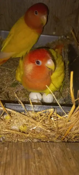 Yellow Orange Head Lovebird with Breeding Box and Cage Setup
