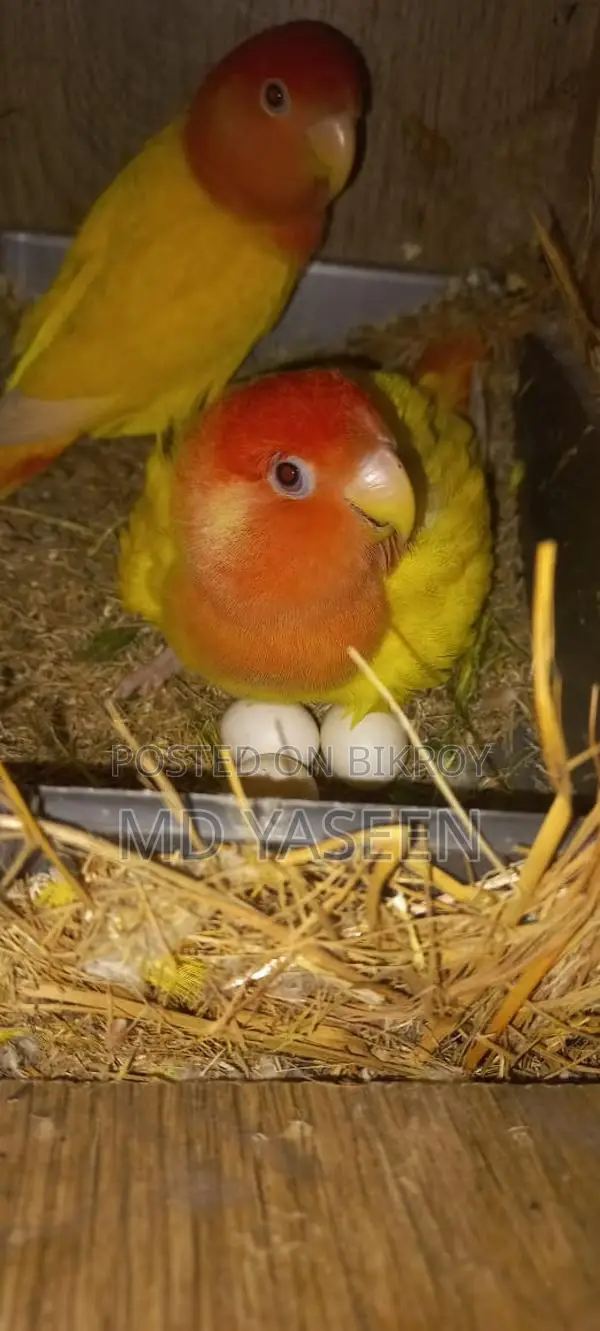 Yellow Orange Head Lovebird with Breeding Box and Cage Setup