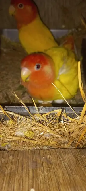 Yellow Orange Head Lovebird with Breeding Box and Cage Setup