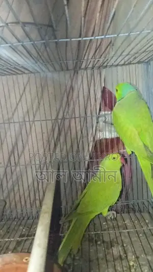 Ringneck Parakeet