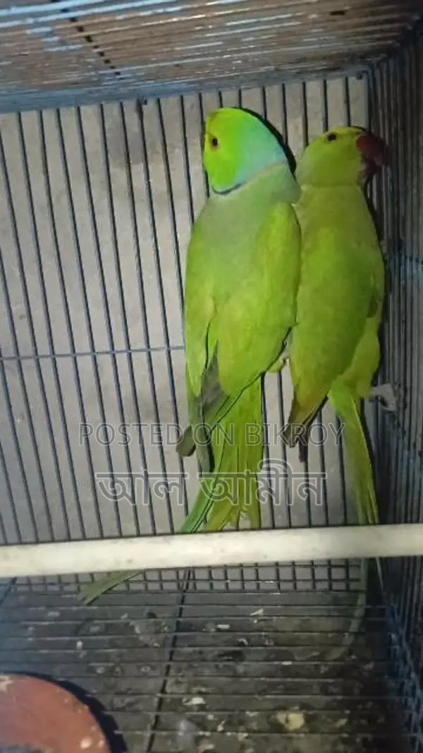 Ringneck Parakeet