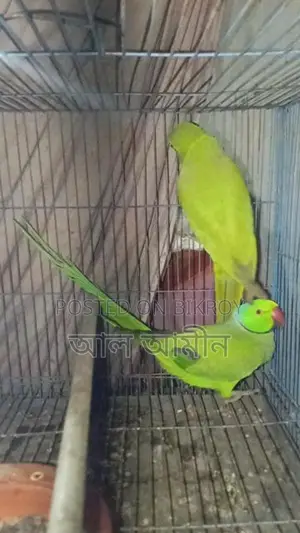 Ringneck Parakeet