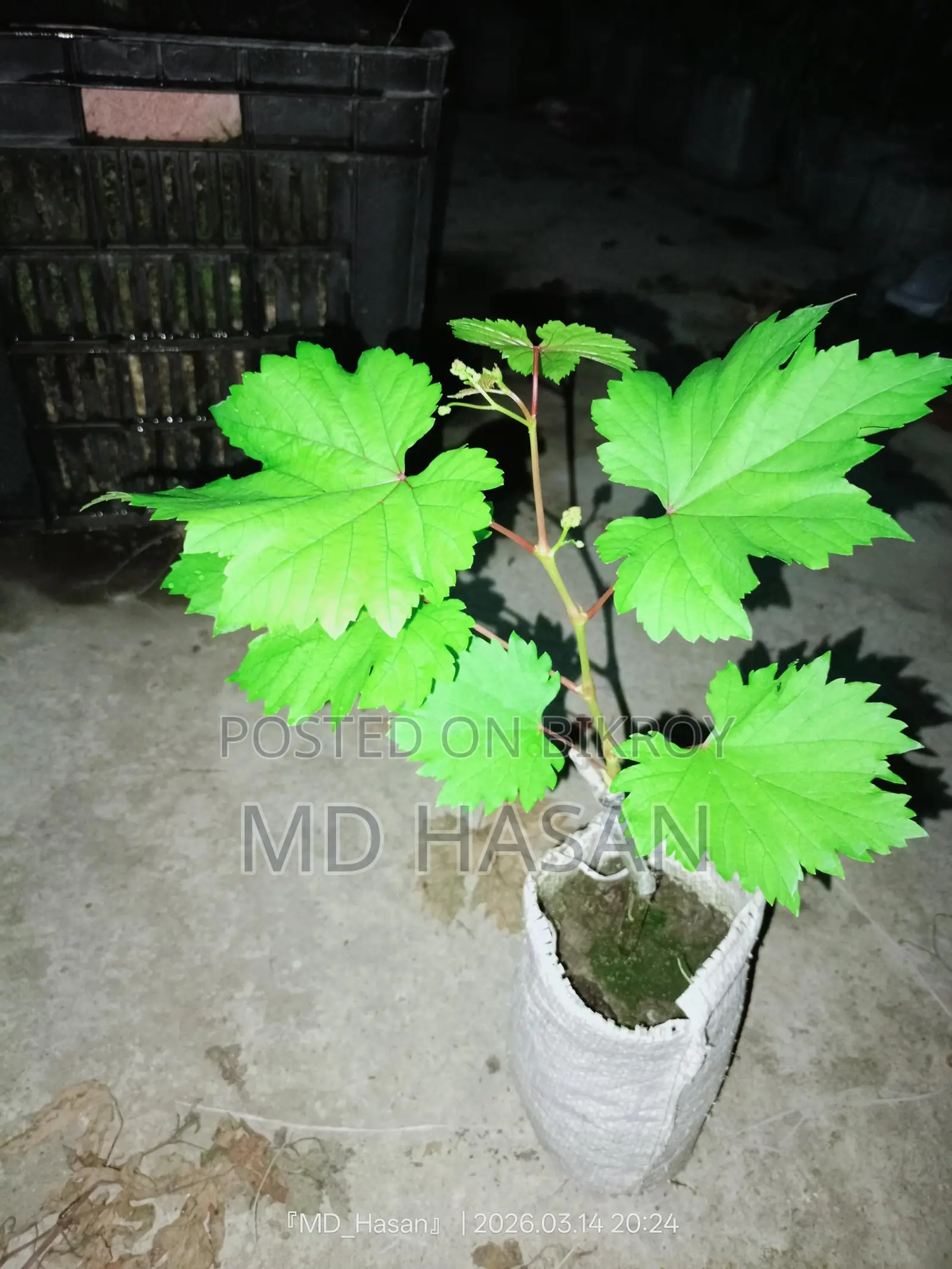 Foreign variety sweet grape saplings.
