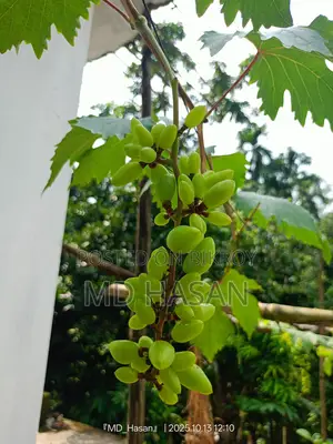 Foreign variety sweet grape saplings.