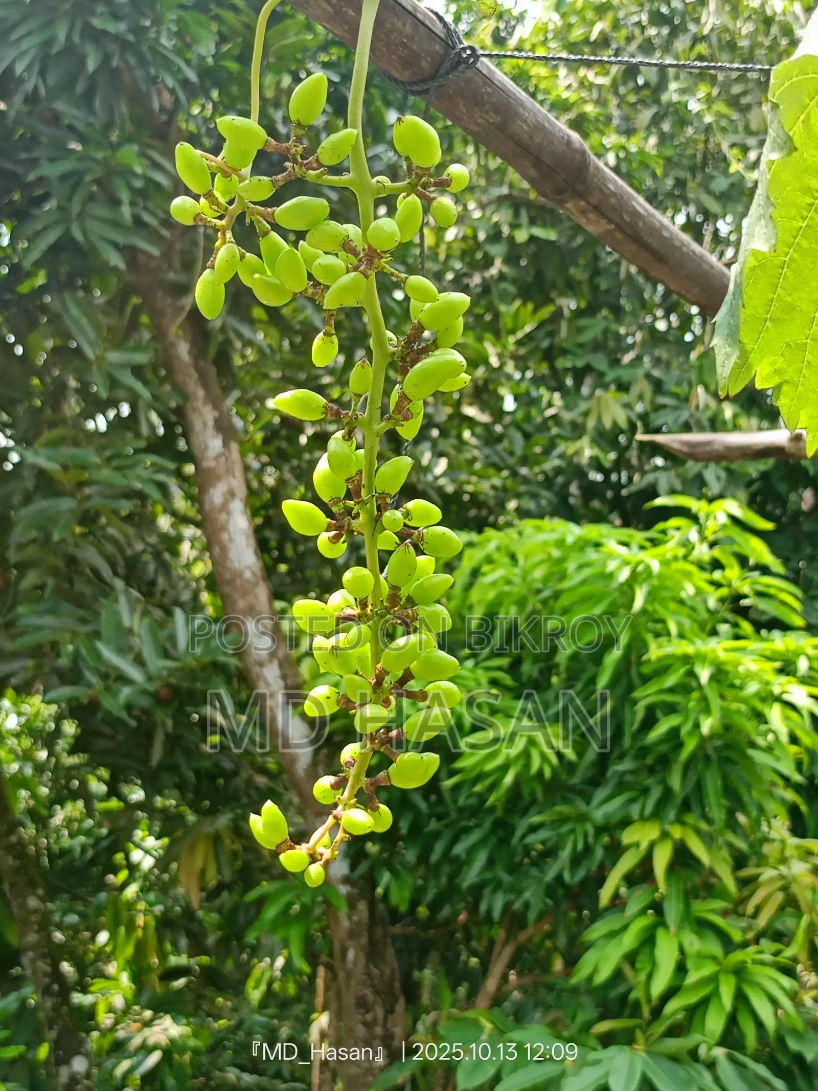 Foreign variety sweet grape saplings.